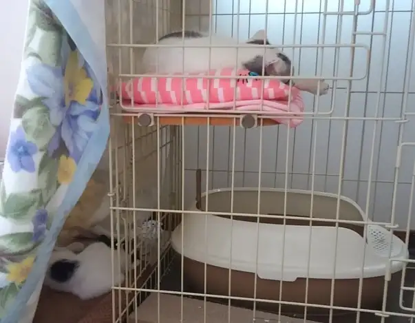 ケージの中で眠るマロと外で眠る白玉ちゃん
